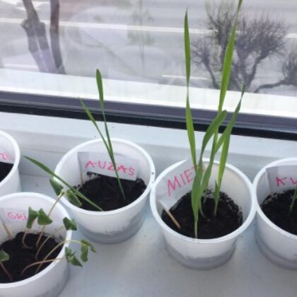 1.a Evelīna Barkāne